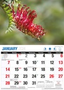 Australian Wildflowers Big Print 2024 Calendar