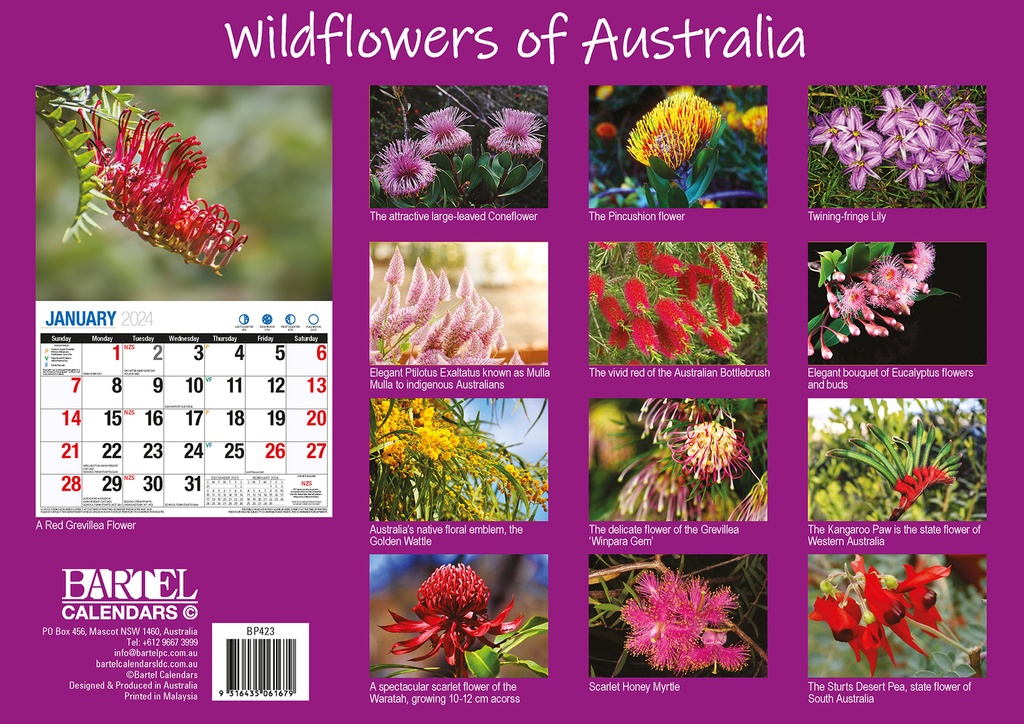 Australian Wildflowers Big Print 2024 Calendar