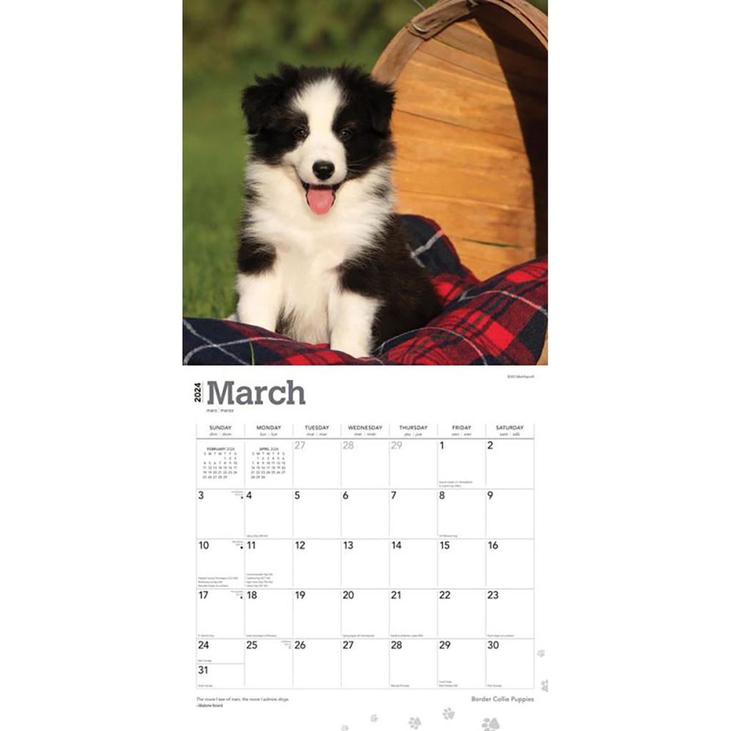 Border Collie Puppies 2024 Square Calendar
