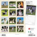 Border Collie Puppies 2024 Square Calendar