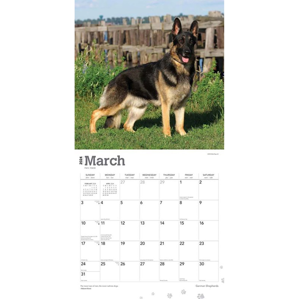 German Shepherds 2024 Sqaure Calendar