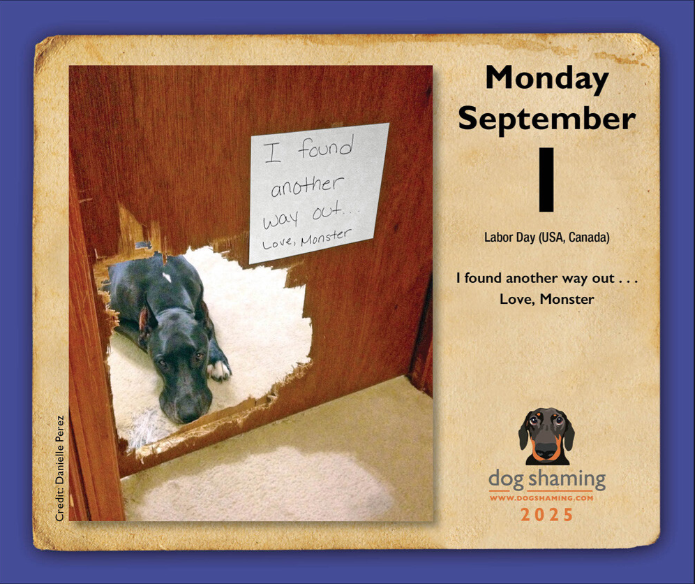 Dog Shaming 2025 Boxed Calendar