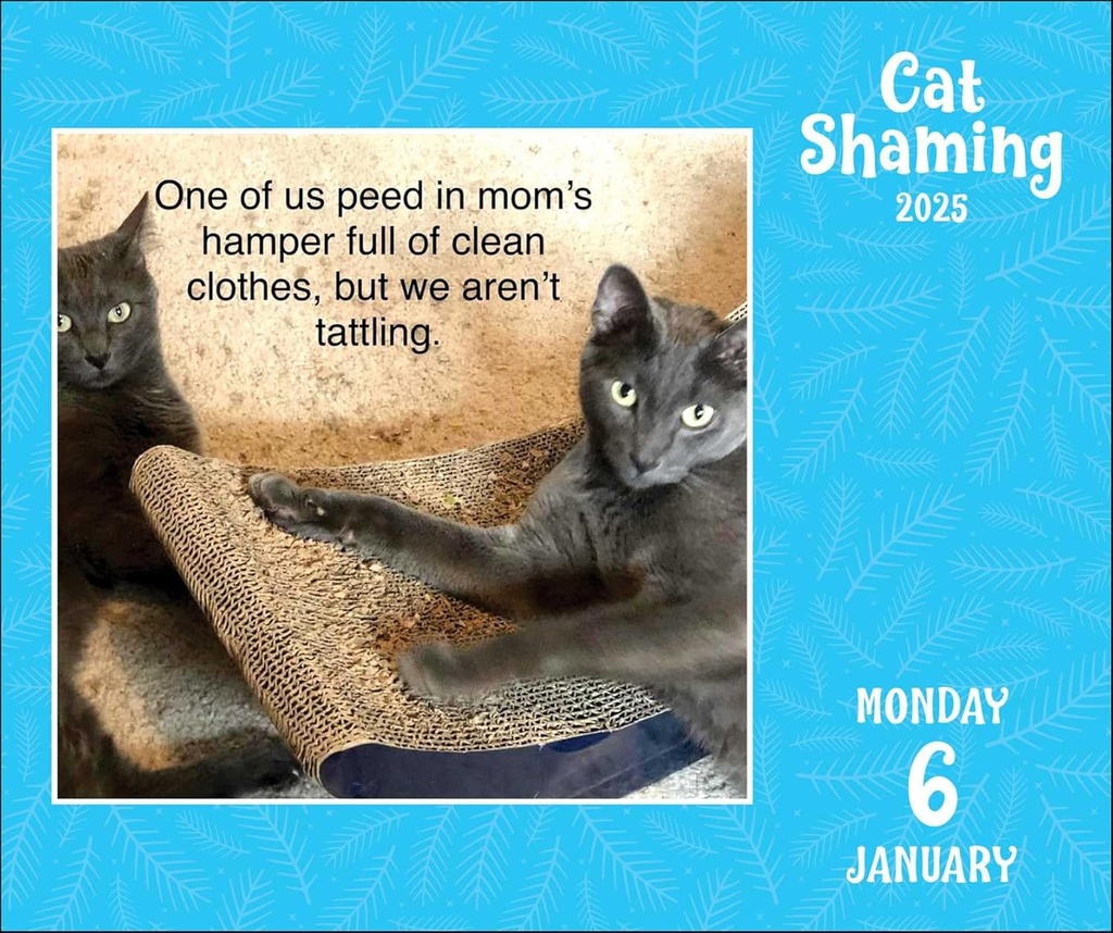 Cat Shaming 2025 Day-to-Day Boxed Calendar