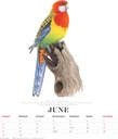 Birds of Australia The Art of Jeremy Boot 2025 Deluxe Calendar