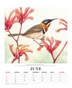 Illustrated Birds of Australia 2025 Deluxe Calendar