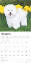 Bichon Frise 2025 Square Calendar