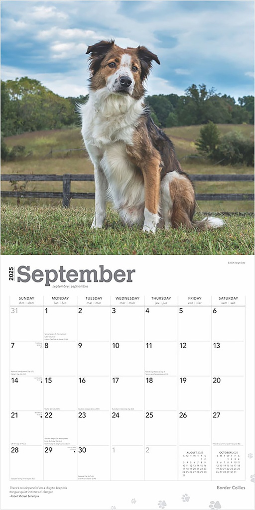 Border Collies 2025 Square Calendar