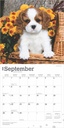 Cavalier King Charles Spaniel Puppies 2025 Square Calendar