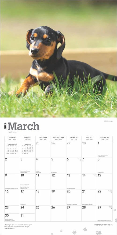 Dachshund Puppies 2025 Square Calendar
