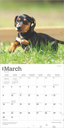 Dachshund Puppies 2025 Square Calendar