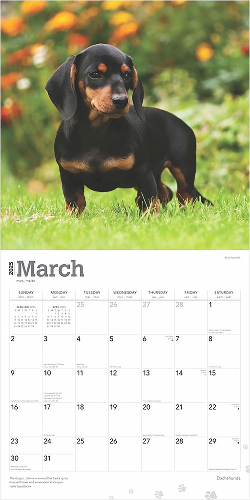 Dachshunds 2025 Square Calendar