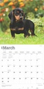 Dachshunds 2025 Square Calendar