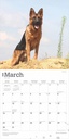 German Shepherds 2025 Square Calendar