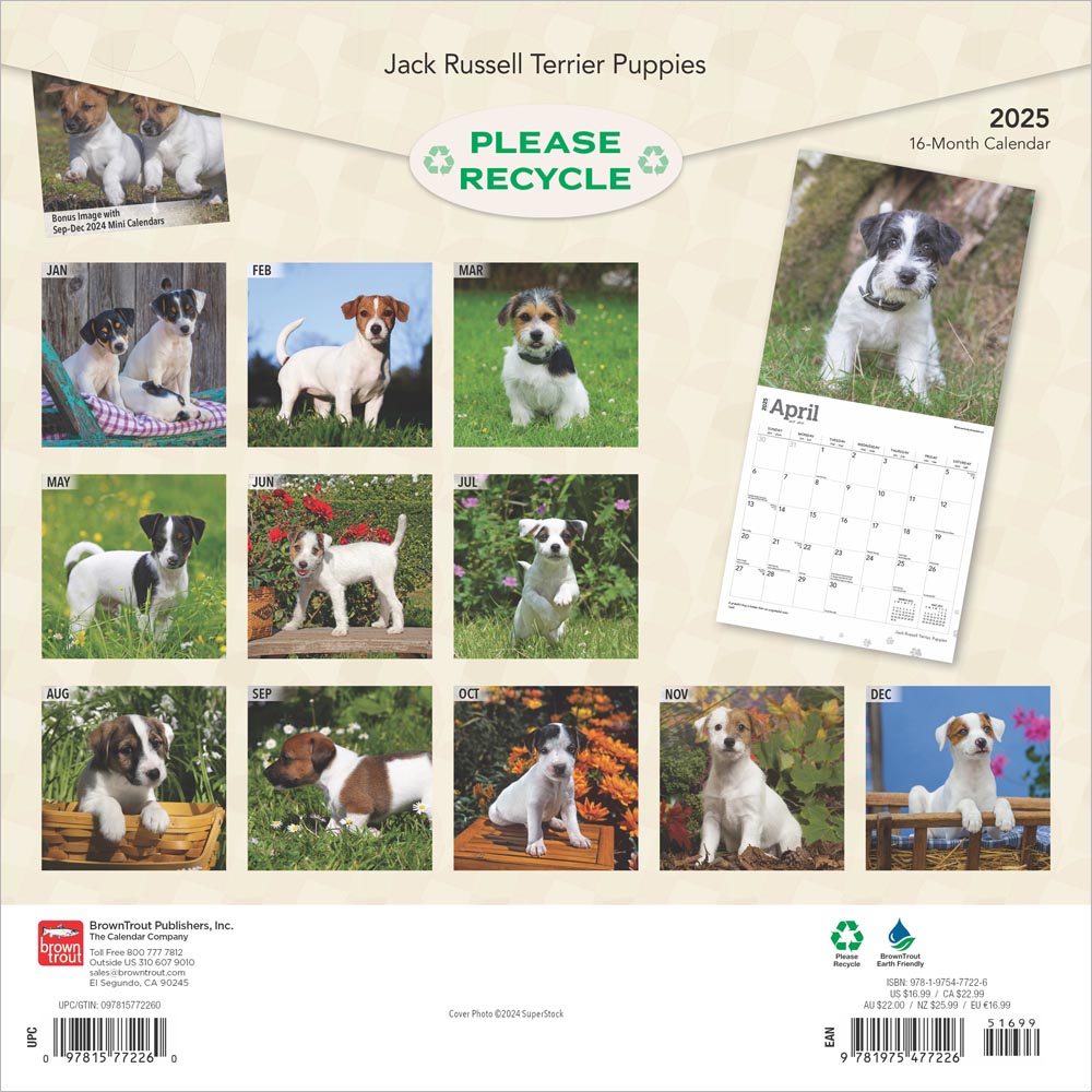 Jack Russell Terrier Puppies 2025 Square Calendar