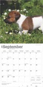 Jack Russell Terrier Puppies 2025 Square Calendar