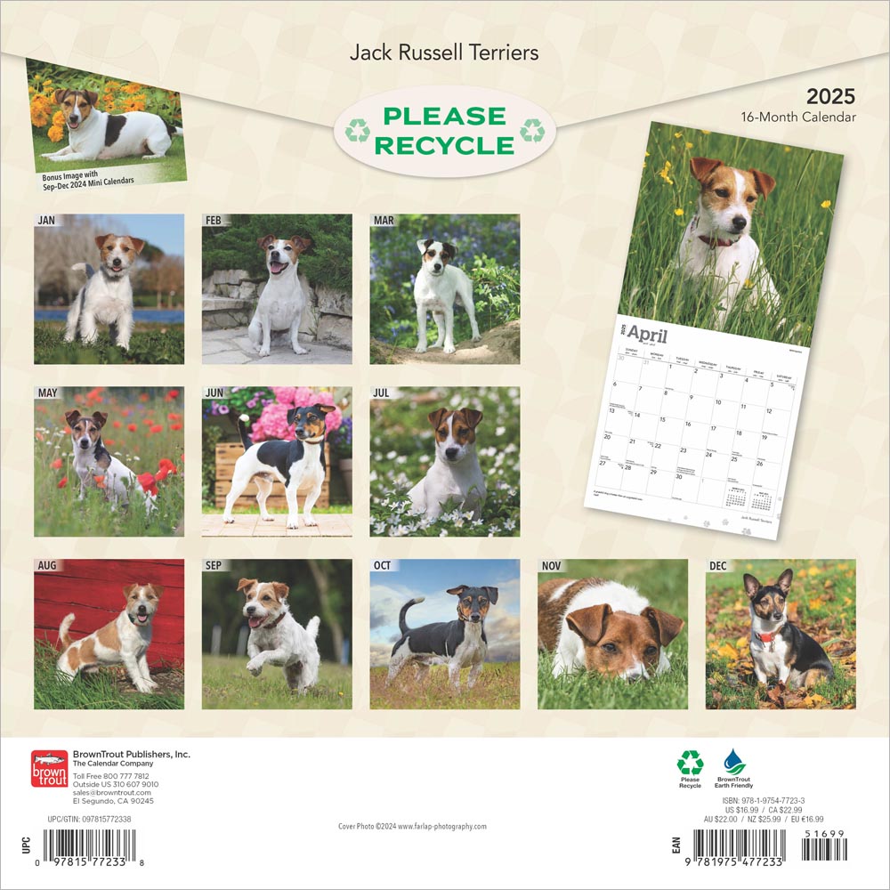 Jack Russell Terriers 2025 Square Calendar