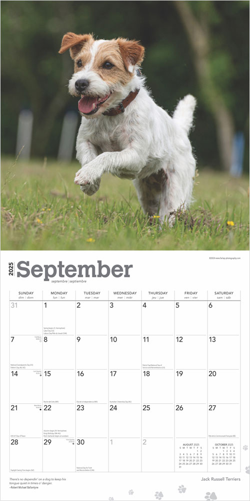 Jack Russell Terriers 2025 Square Calendar