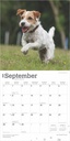 Jack Russell Terriers 2025 Square Calendar