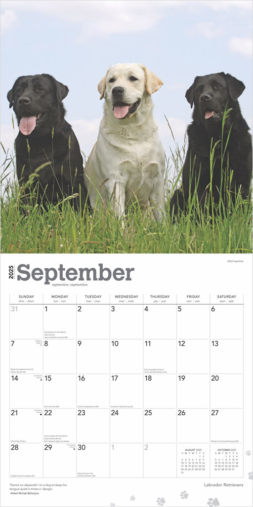 Labrador Retrievers 2025 Square Calendar
