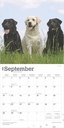 Labrador Retrievers 2025 Square Calendar