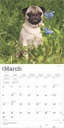 Pugs 2025 Square Calendar