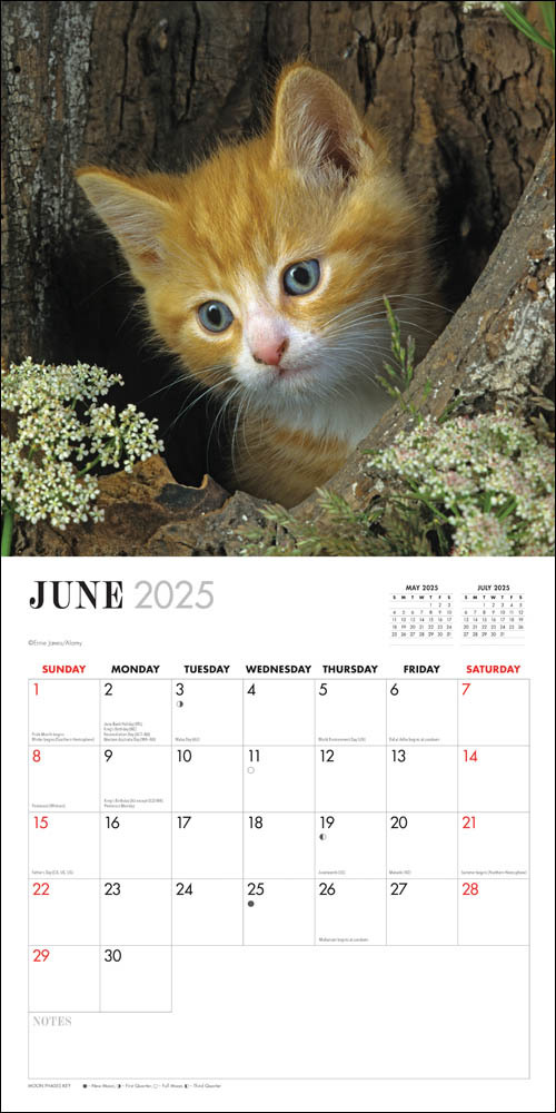 Cute Kittens 2025 Square Calendar