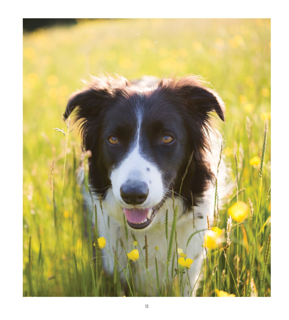 Dogs Life WTV 2025 Diary