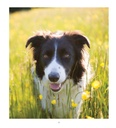 Dogs Life WTV 2025 Diary