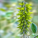 Our Australia - Flowers 2025 Calendar