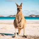 Our Australia - Native Animals 2025 Calendar