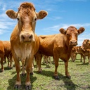 Our Australia - Farm Animals 2025 Calendar