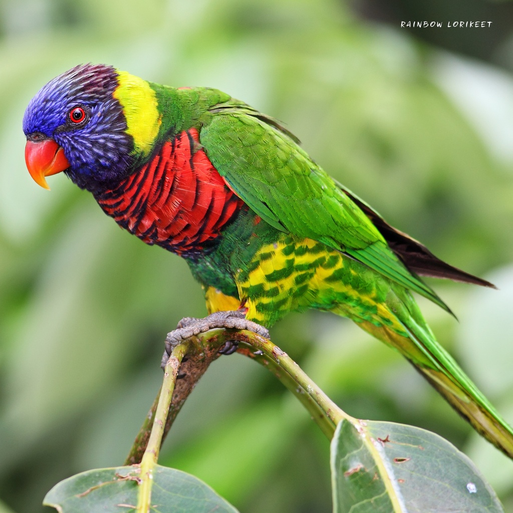 Our Australia - Exotic Birds 2025 Calendar