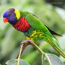 Our Australia - Exotic Birds 2025 Calendar