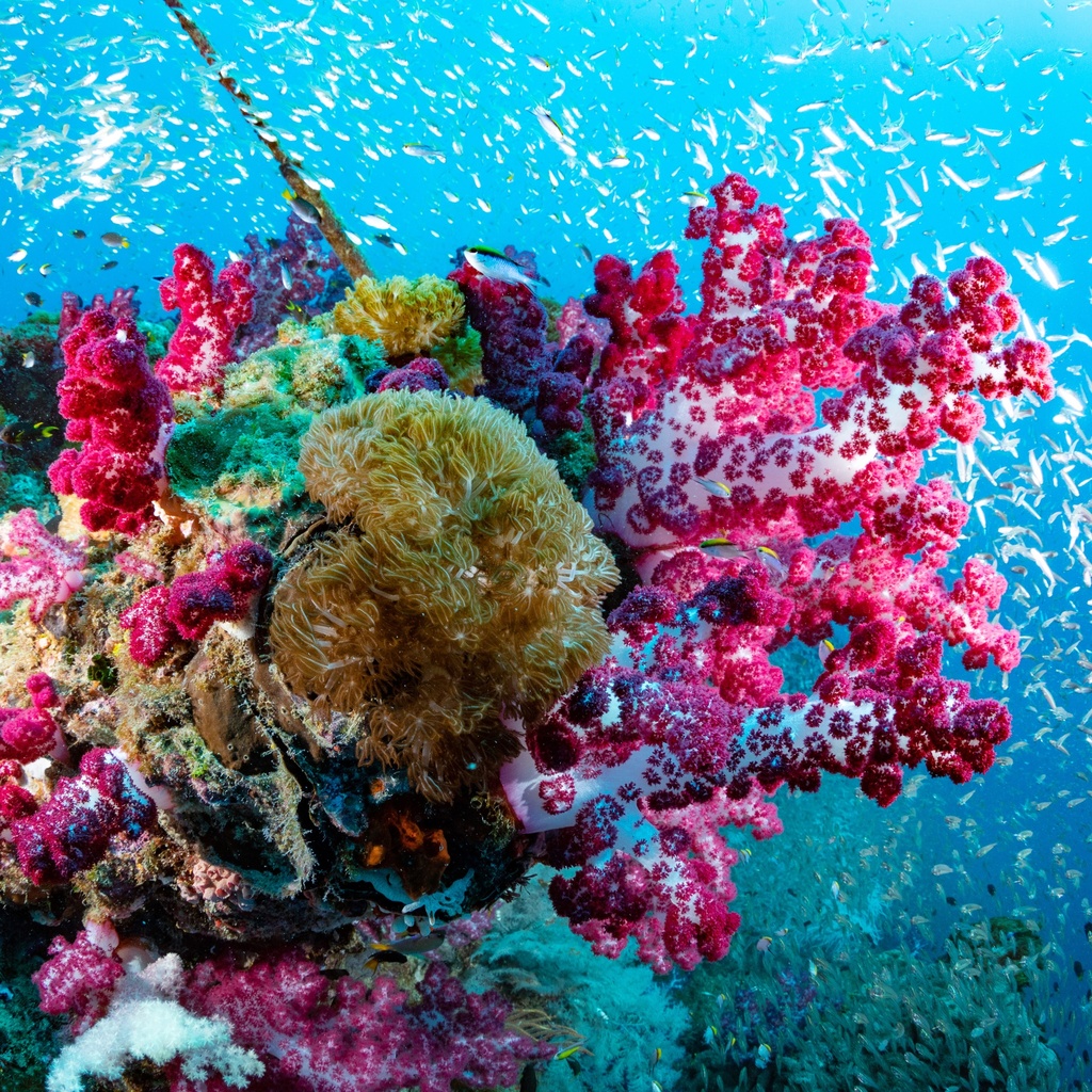 Our Australia - Reefs 2025 Calendar