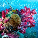 Our Australia - Reefs 2025 Calendar