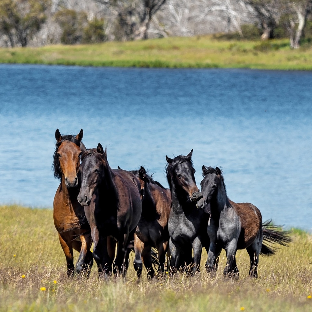 Our Australia - Wild Horses: The Brumby 2025 Calendar