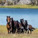 Our Australia - Wild Horses: The Brumby 2025 Calendar