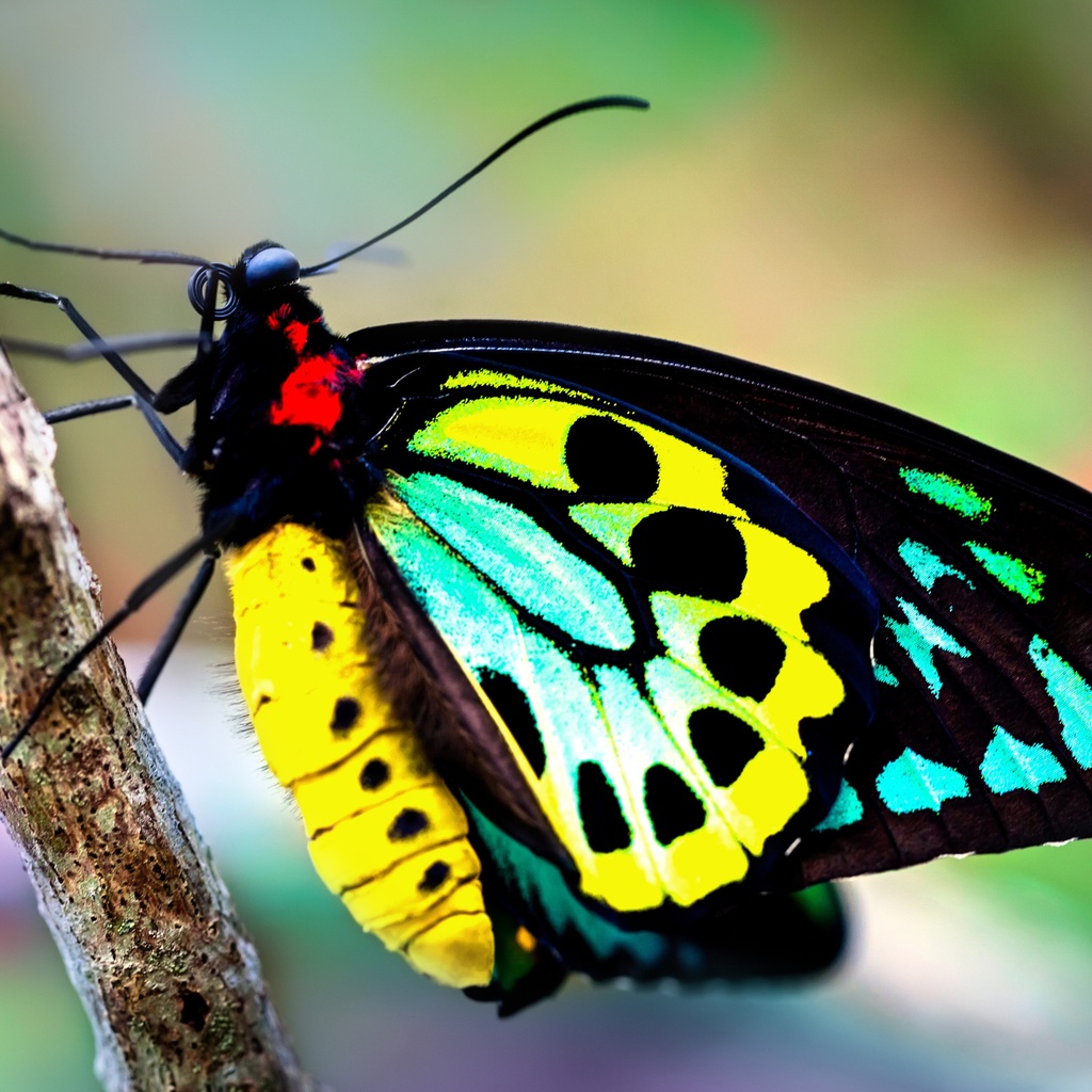 Butterflies 2025 Calendar