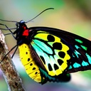 Butterflies 2025 Calendar