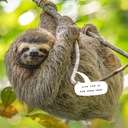 Sloths 2025 Calendar