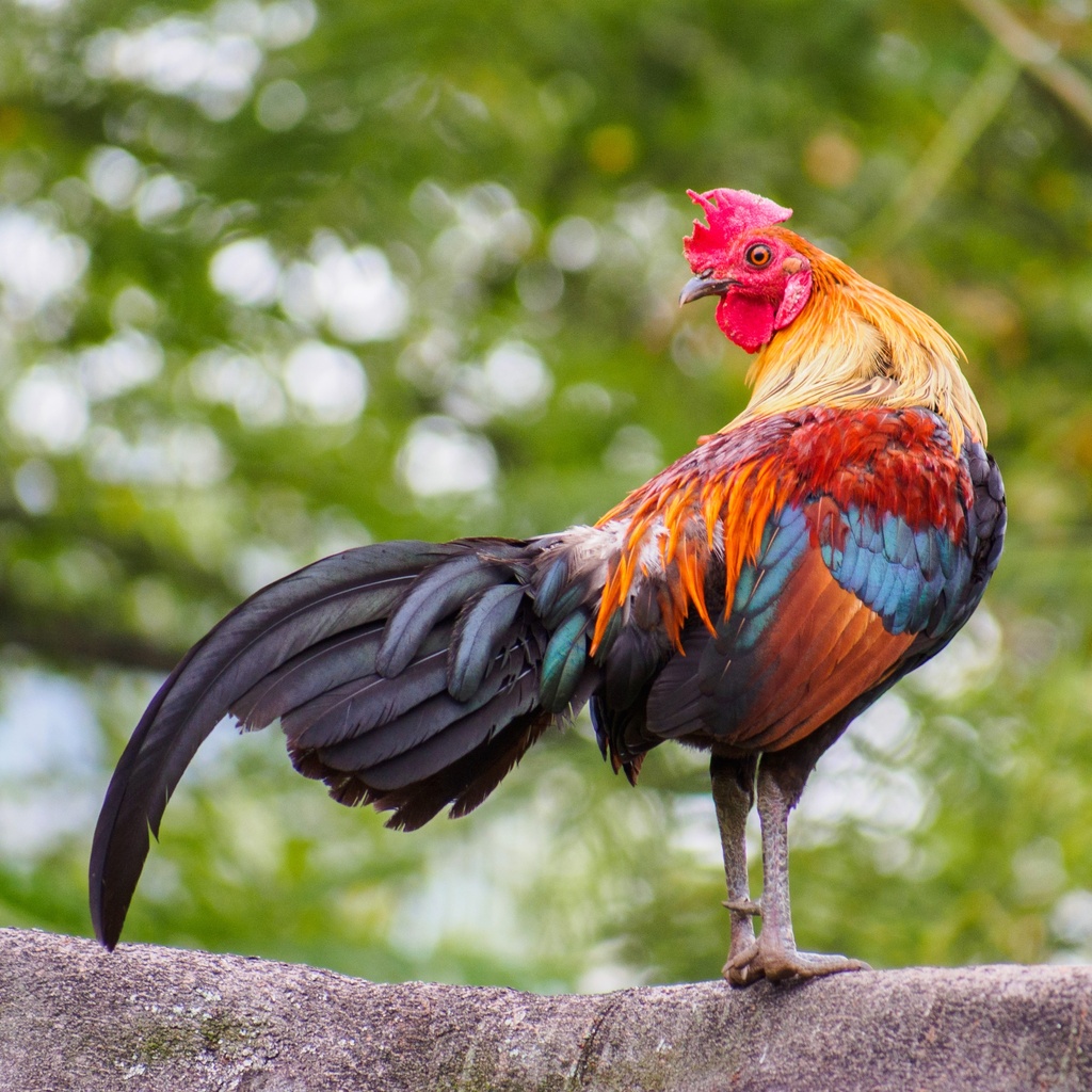 Colourful Chicks 2025 Calendar