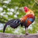 Colourful Chicks 2025 Calendar