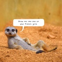 Meerkats 2025 Calendar