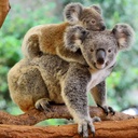 Koalas 2025 Calendar
