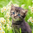 Kittens 2025 Calendar