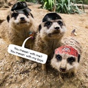 Gangs of Meerkat Manor 2025 Calendar
