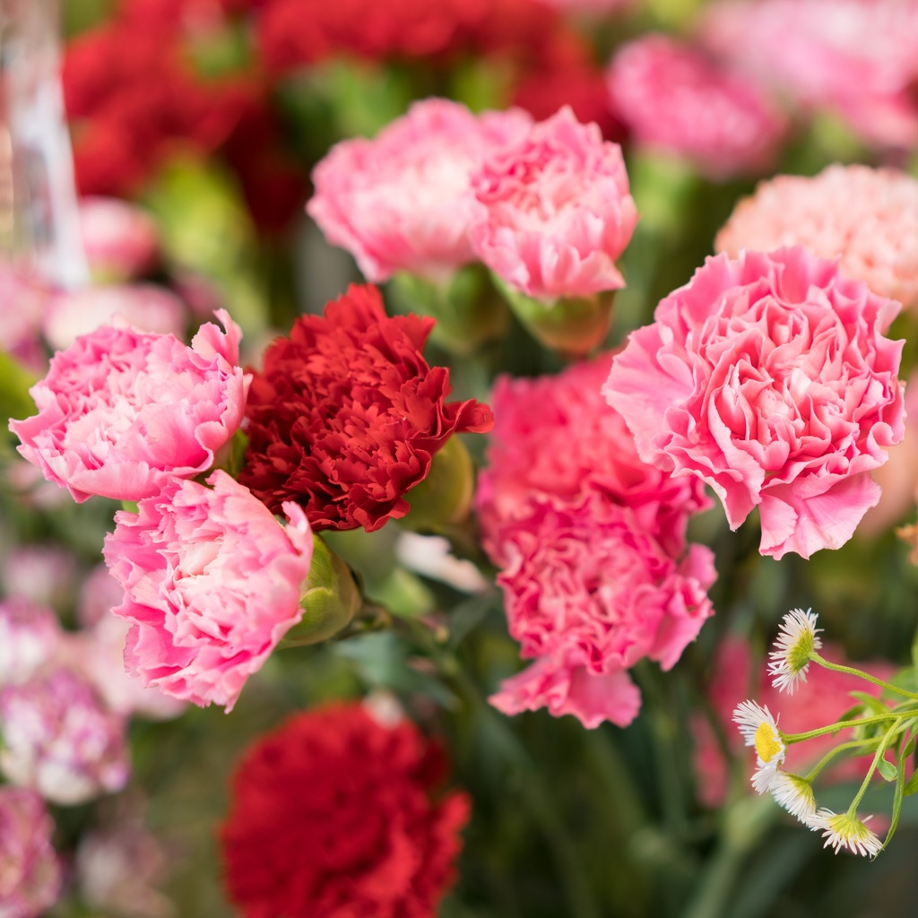 Flower of the Month 2025 Calendar