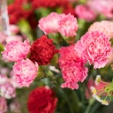 Flower of the Month 2025 Calendar
