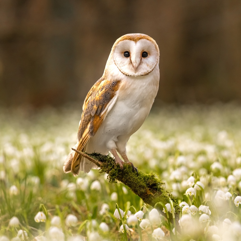 Owls 2025 Calendar