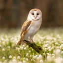 Owls 2025 Calendar